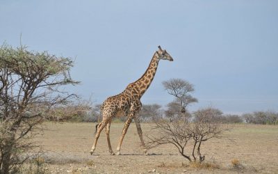 Marangu Climb and Serengeti Ngorongoro Safari – 8 Days