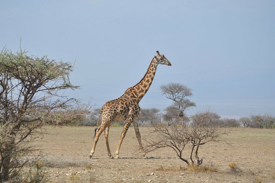 Marangu Climb and Serengeti Ngorongoro Safari - 8 Days
