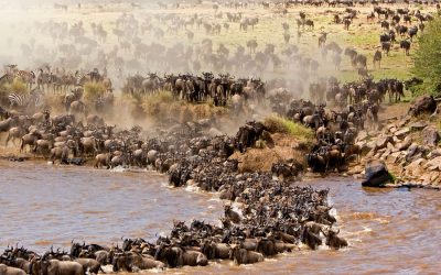 Western Serengeti Wildebeest Migration By The Grumeti River – 7 Days