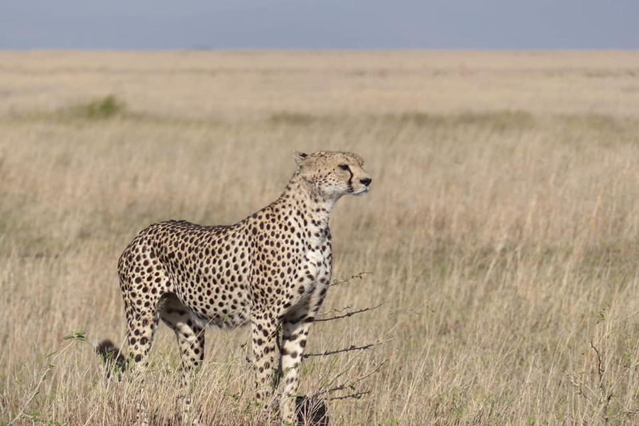 Mount Meru Climb Ngorongoro and Serengeti Safari - 10 Days