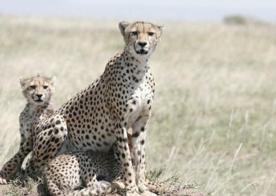 Northern Tanzania Safari Tour Package – 7 Days