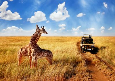 Serengeti Safari Tours and Holidays – 5 Days