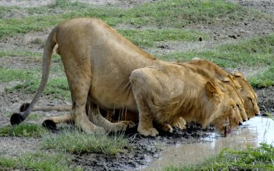 Serengeti and Ngorongoro Budget Safari 5 Days