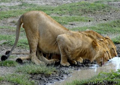 Serengeti and Ngorongoro Budget Safari 5 Days