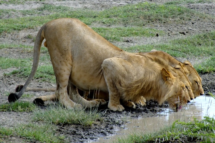Serengeti and Ngorongoro Budget Safari 5 Days