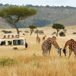 Standard Safari in Kenya, Tanzania and Zanzibar – 13 Days