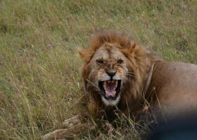 Tanzania Camping Safari Lake Manyara and Ngorongoro – 2 Days