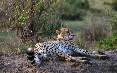 Tanzania Wildlife Safaris – 5 Days