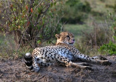 Tanzania Wildlife Tours and Expeditions – 5 Days