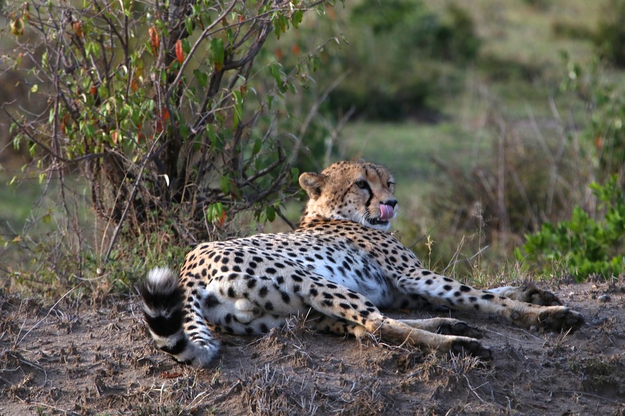 Tanzania Wildlife Tours and Expeditions - 5 Days