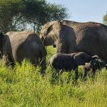 Tarangire Serengeti and Zanzibar Safaris 7 Days