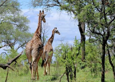 Trip To Manyara,Serengeti,Tarangire – 8 Days