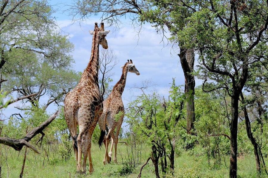 Trip To Manyara,Serengeti,Tarangire - 8 Days