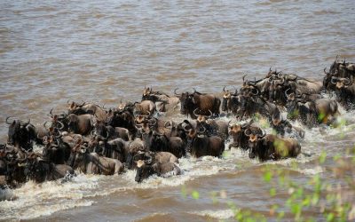 Witness Great Serengeti Migration Safari – 10 Days