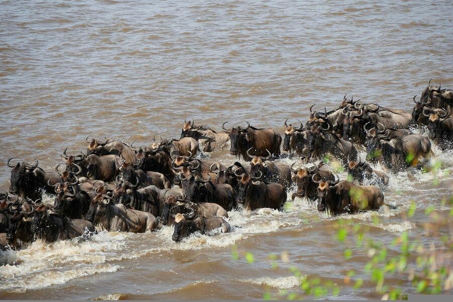 Witness Great Serengeti Migration Safari - 10 Days