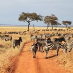 Zebras-tarangire-park