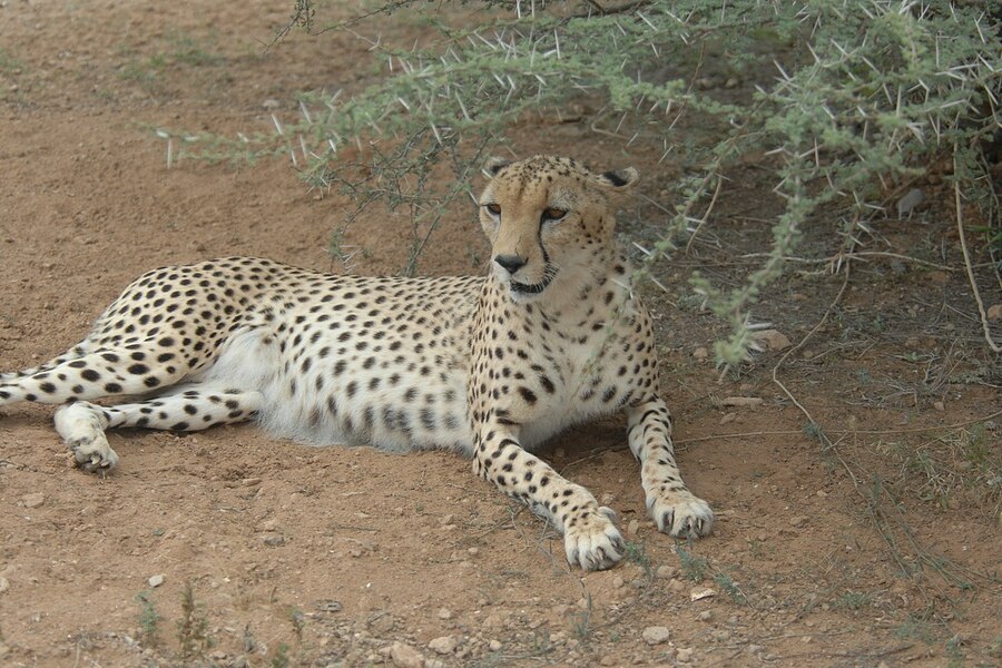 cheetah serengeti