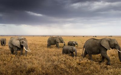 Tanzania Lodge Safari – 11 Days