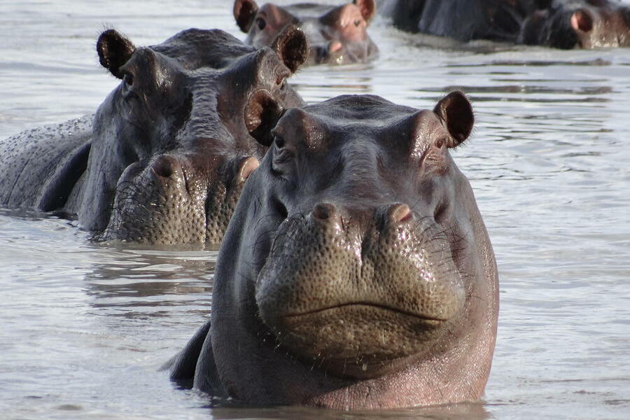 Hippopotamus (Hippopotamus amphibius) swimming, Botswana, Africa