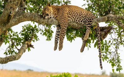 Tanzania Serengeti Safari Tours and  Holidays – 6 Days