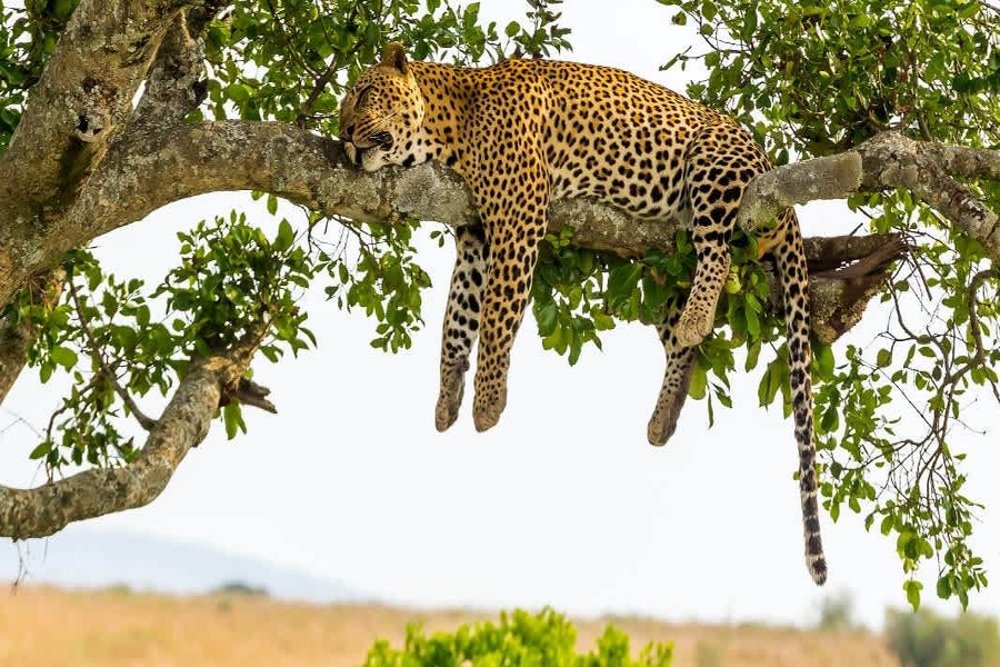 leopard in serengeti
