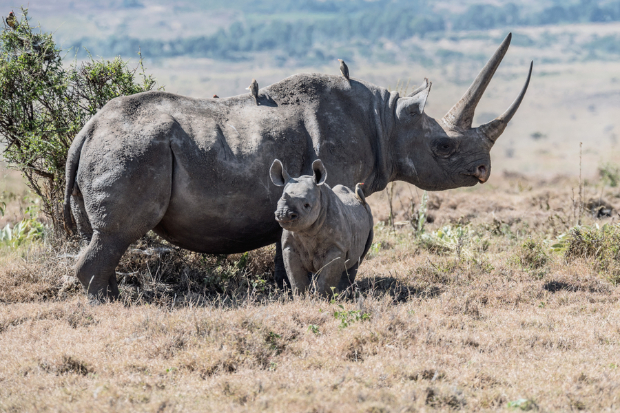 rhino-wildlife-ngorongoro-crater