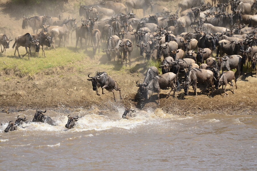 Northern Serengeti Wildebeest Migration By The Mara River - 6 Days