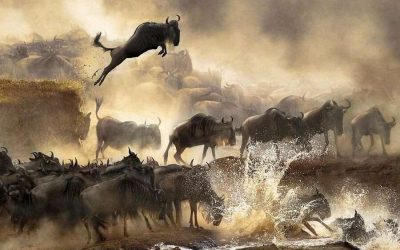 The Southern Serengeti Wildebeest Migration – 10 Days
