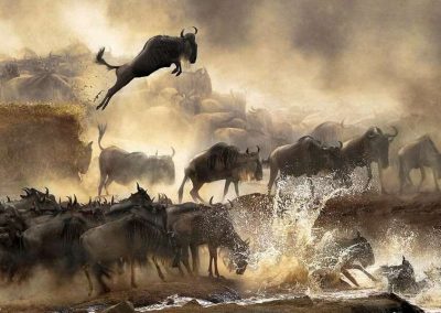 The Southern Serengeti Wildebeest Migration – 10 Days