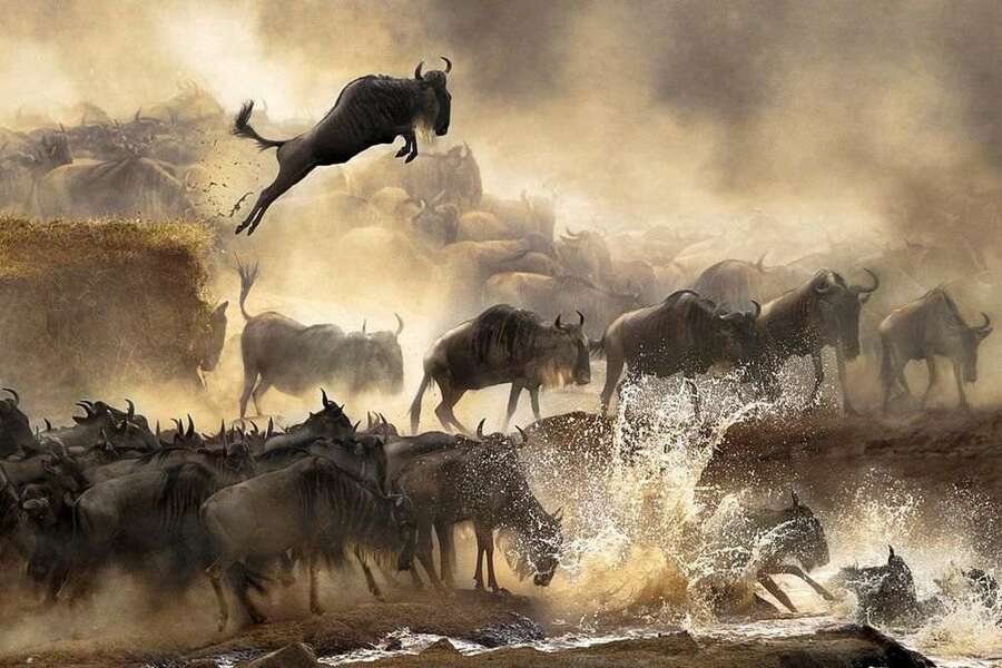 The Southern Serengeti Wildebeest Migration – 10 Days