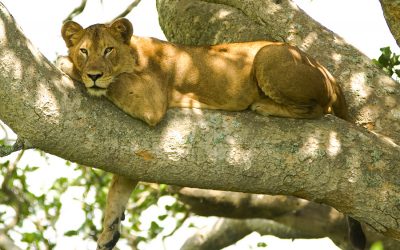 Safari to Manyara Ngorongoro – 4 Days
