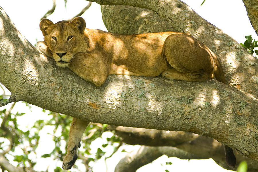tree_climbers_lion_manyara