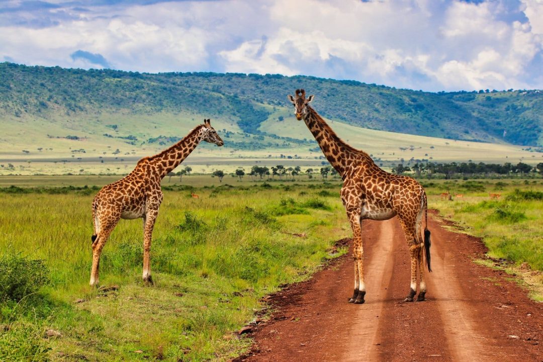 4-Day Tarangire, Ngorongoro and Kilimanjaro Mid Range Tour