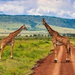 4-Day Tarangire, Ngorongoro and Kilimanjaro Mid Range Tour