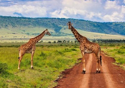 4-Day Tarangire, Ngorongoro and Kilimanjaro Mid Range Tour